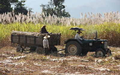 Fiji sugar under strain as labour gaps, mill outages hit