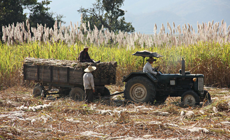 Fiji sugar under strain as labour gaps, mill outages hit